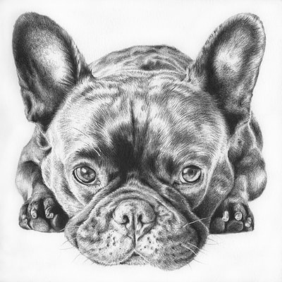 Pet Portrait of Charlie the French Bulldog