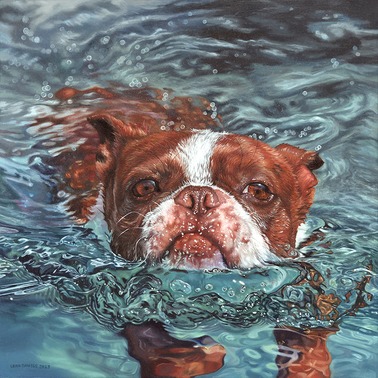 Pet Portrait of Mackey the Boston terrier swimming in the pool